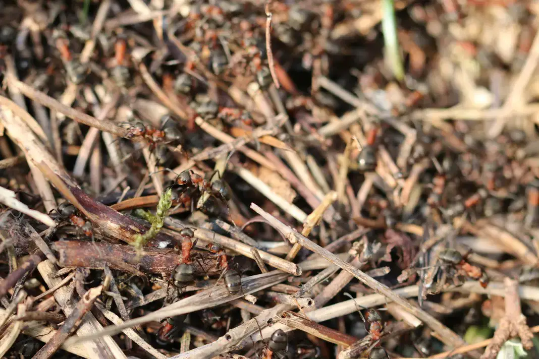 Hormigas en fresas | ¿Qué hacer si se produce una plaga de hormigas en las plantas de fresa?