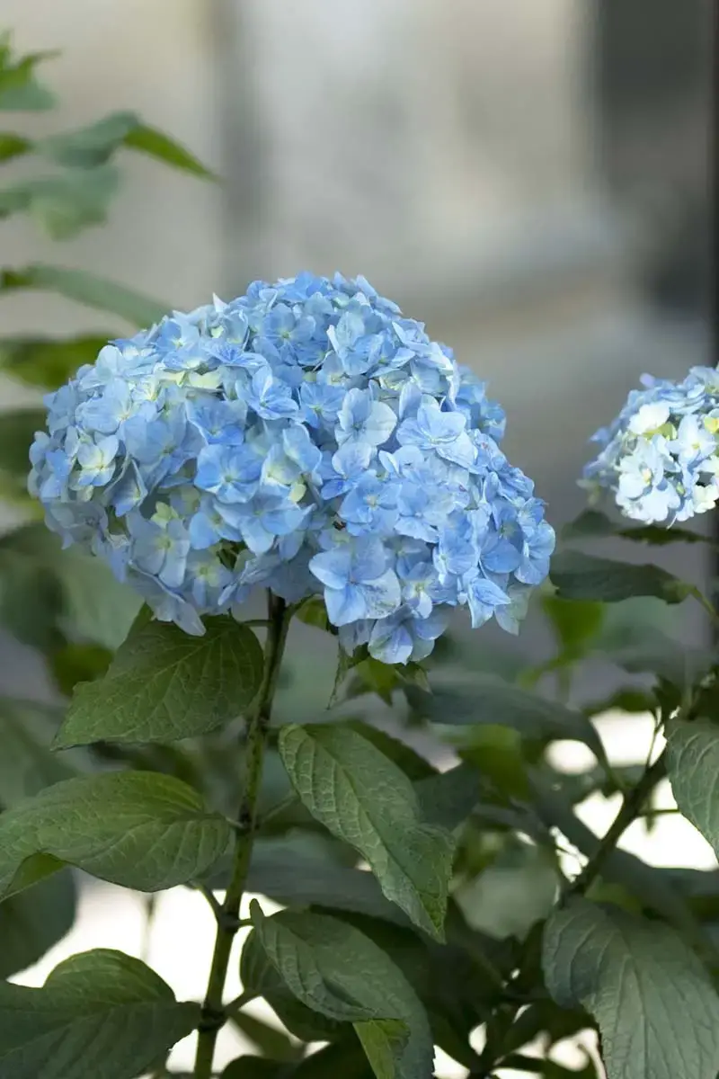 Hortensias en macetas como plantas de interior.