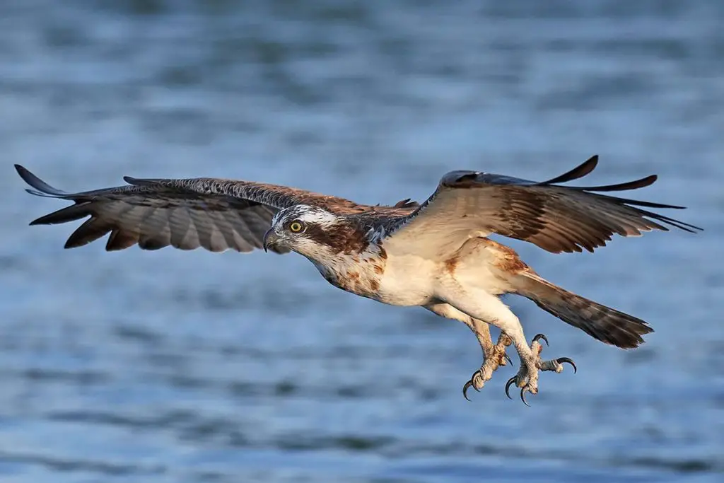 Identifica 14 aves rapaces nativas de Alemania
