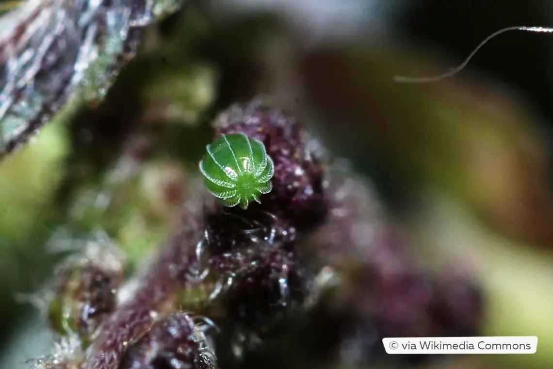 Identificar huevos de insectos por color: 20 especies