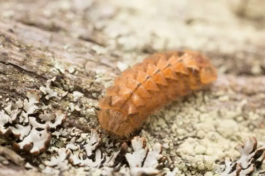 Identificar orugas de mariposas: 25 especies de orugas