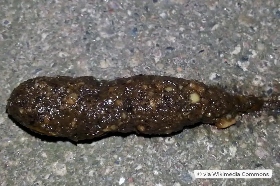 Identificar y eliminar los excrementos de erizo en el jardín.