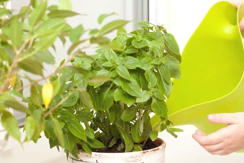 La albahaca tiene manchas blancas: ¿aún es comestible?