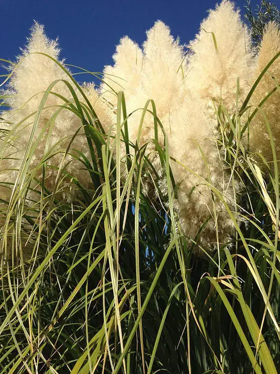 La hierba de la pampa no florece: estas son las razones