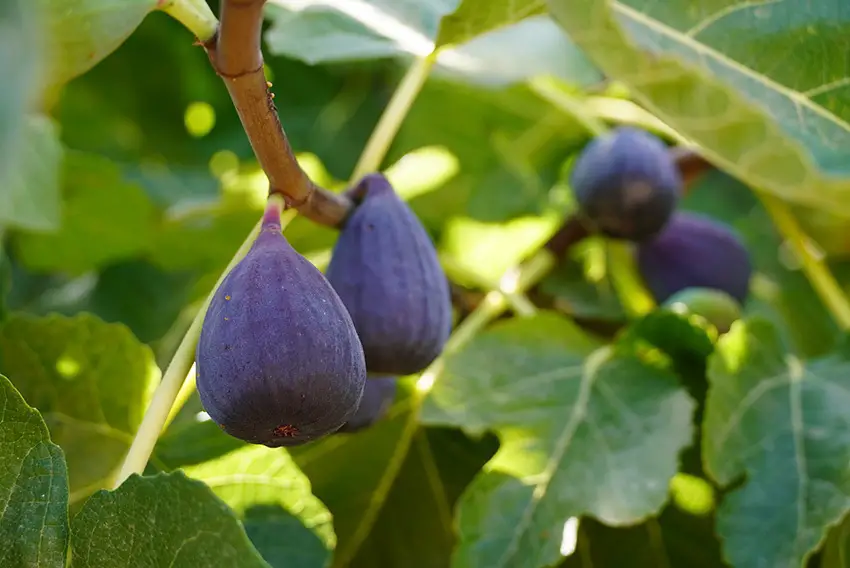 La higuera no da frutos – 6 causas y cómo solucionarlas
