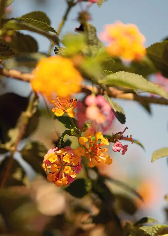 Lantana que pasa el invierno: así es como funciona