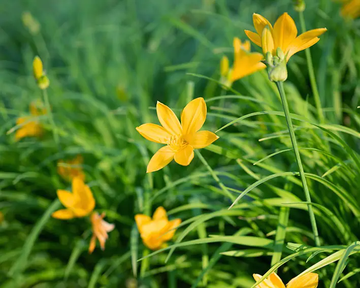 Las azucenas no florecen: 7 causas y cómo solucionarlas
