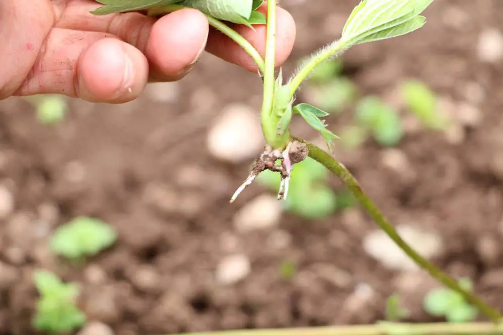 Las fresas hibernan en el jardín y en los parterres elevados: así es como funciona