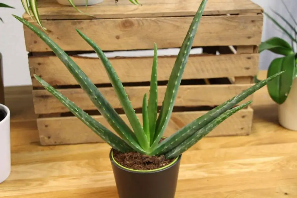 Las hojas/puntas de aloe vera se vuelven marrones: esto ayuda