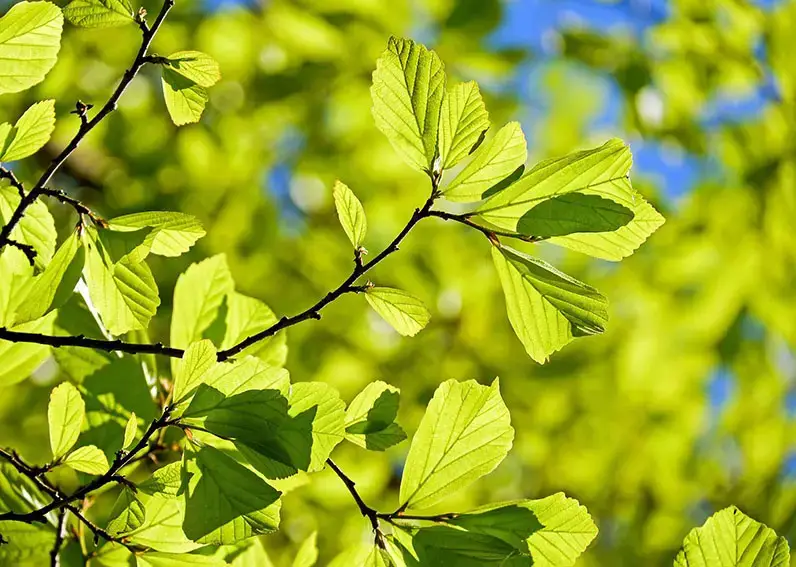 Los 9 árboles más bellos como proveedores de sombra natural