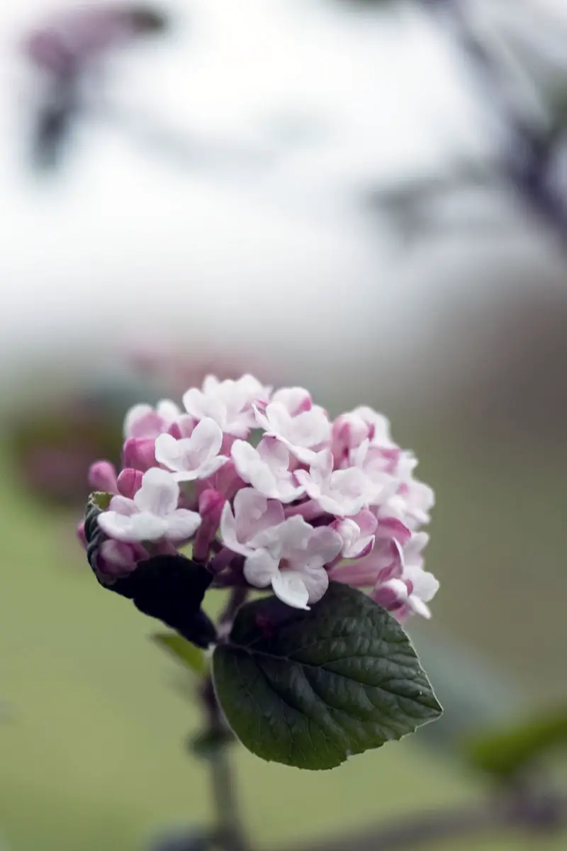Los arbustos más bellos con flores blancas.