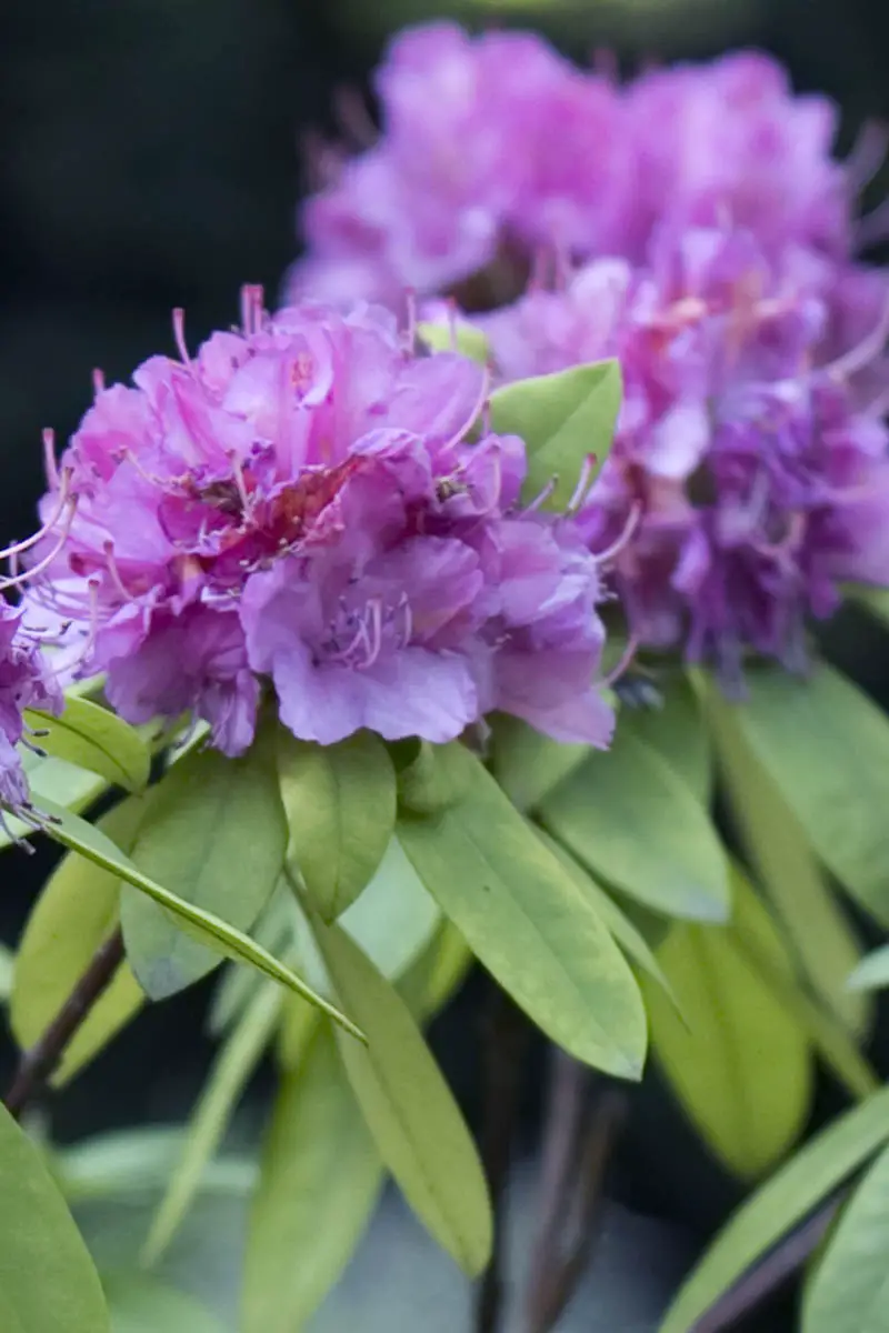 Los arbustos más bellos con flores violetas.