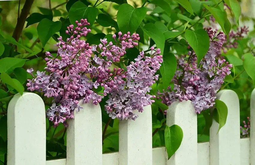 Multiplicar lilas, así de fácil