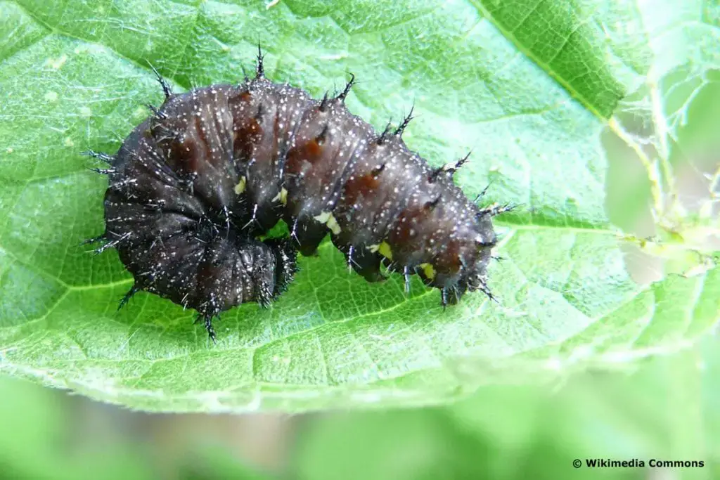 Identificar orugas de mariposas: 25 especies de orugas