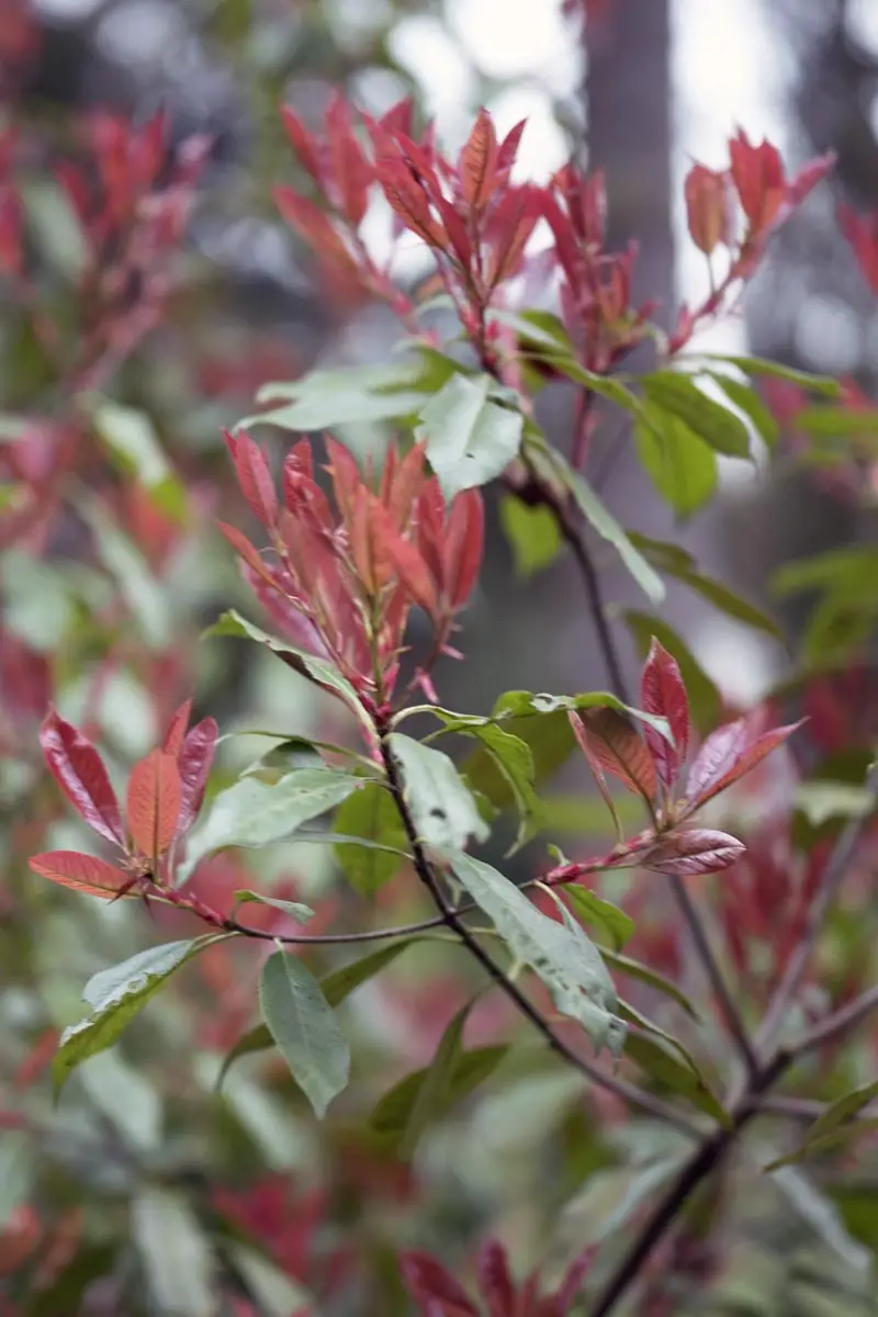 Plantación y cuidado de níspero | jardín de alegría