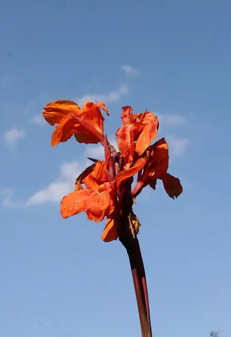 Plantar, cuidar, invernar y propagar la caña de flores india.