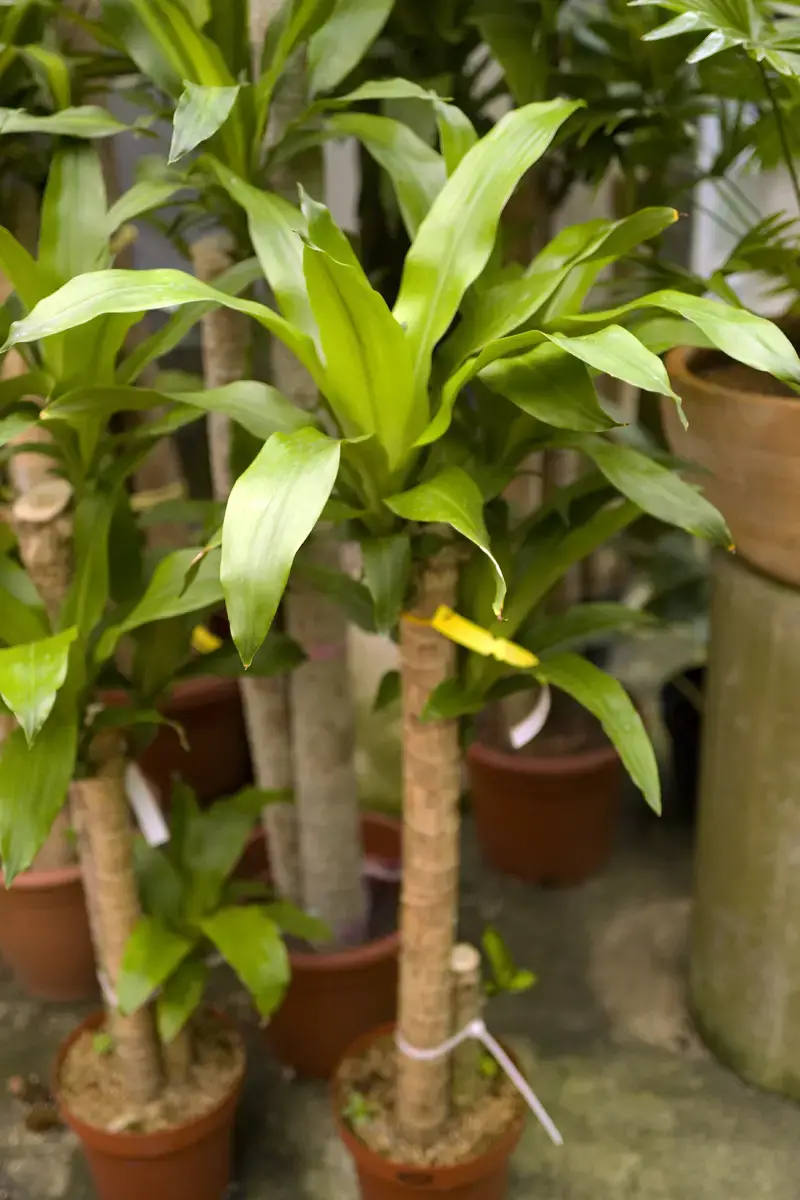 Plantar, cuidar y propagar la palma de yuca.