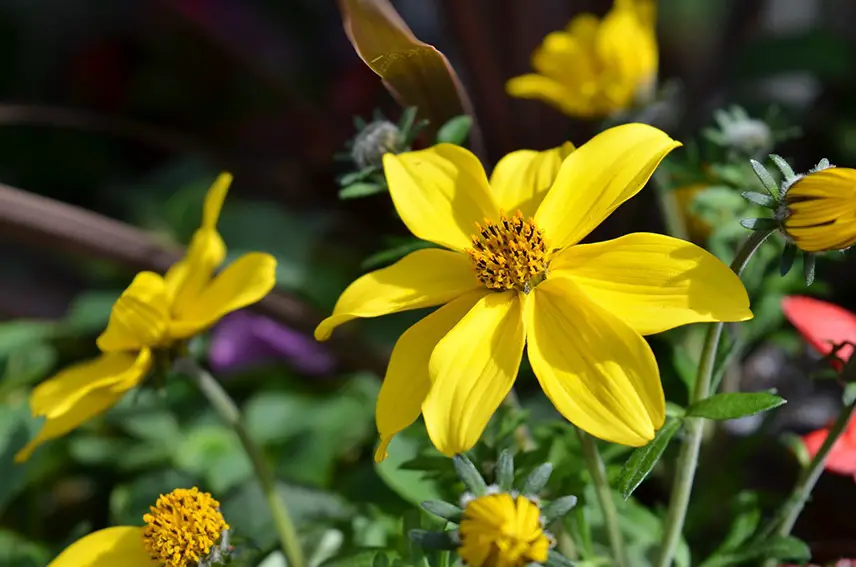 Plantar, cuidar y propagar los dos dientes (Bidens) – Todo sobre los dos dientes