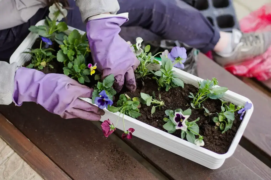 Plantas de balcón para lugares con sombra: estas 18 plantas aman la sombra
