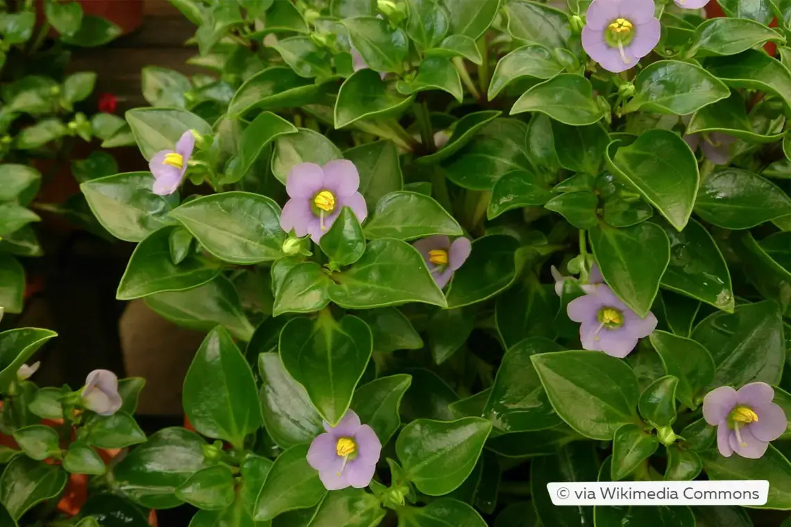 Plantas de interior no tóxicas para gatos: 25 hermosas plantas no tóxicas