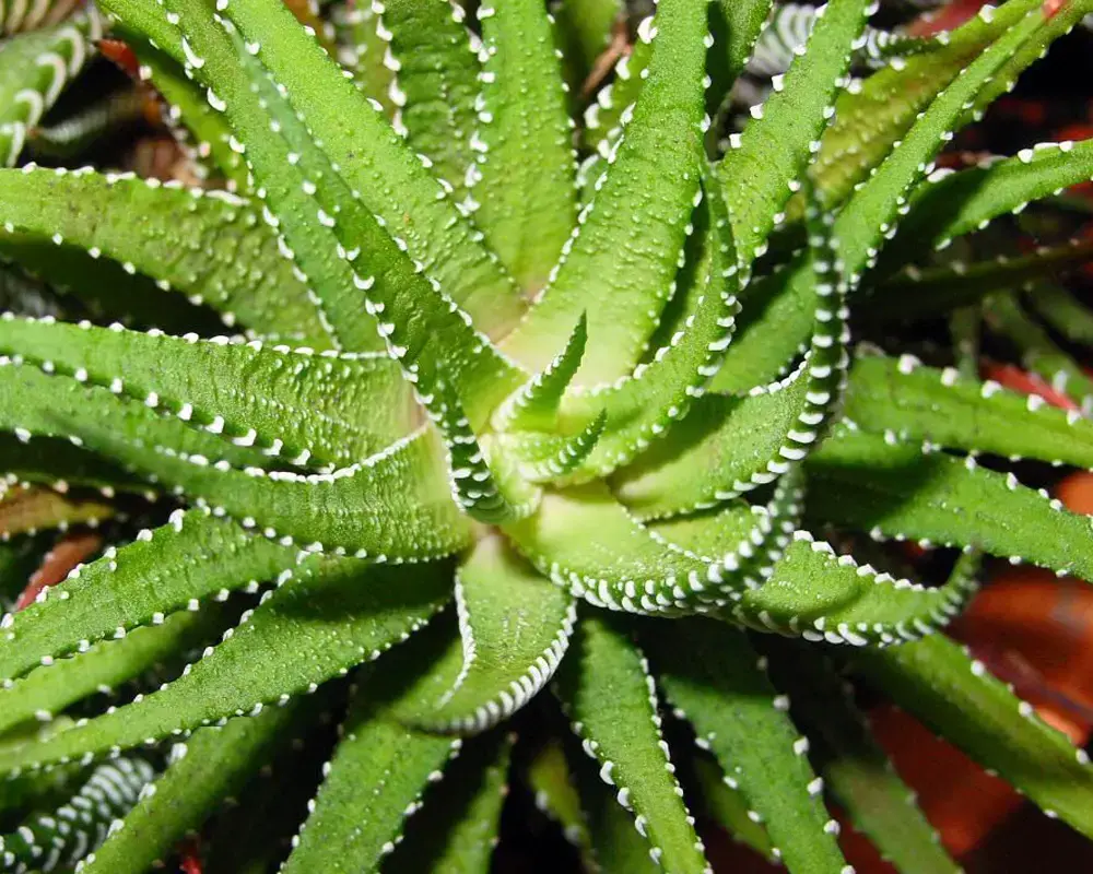 Plantas de interior para ventanas soleadas orientadas al sur | jardín de alegría