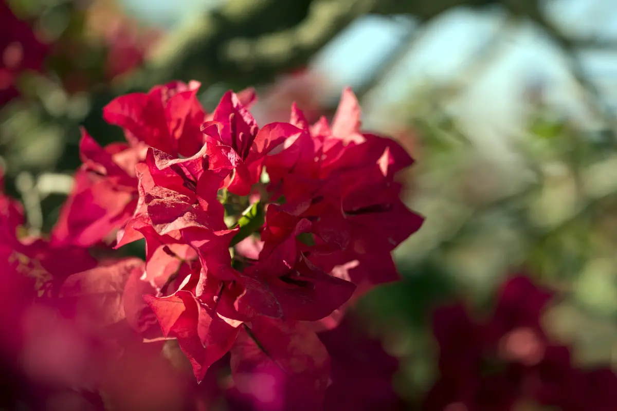 Plantas trepadoras mediterráneas | jardín de alegría