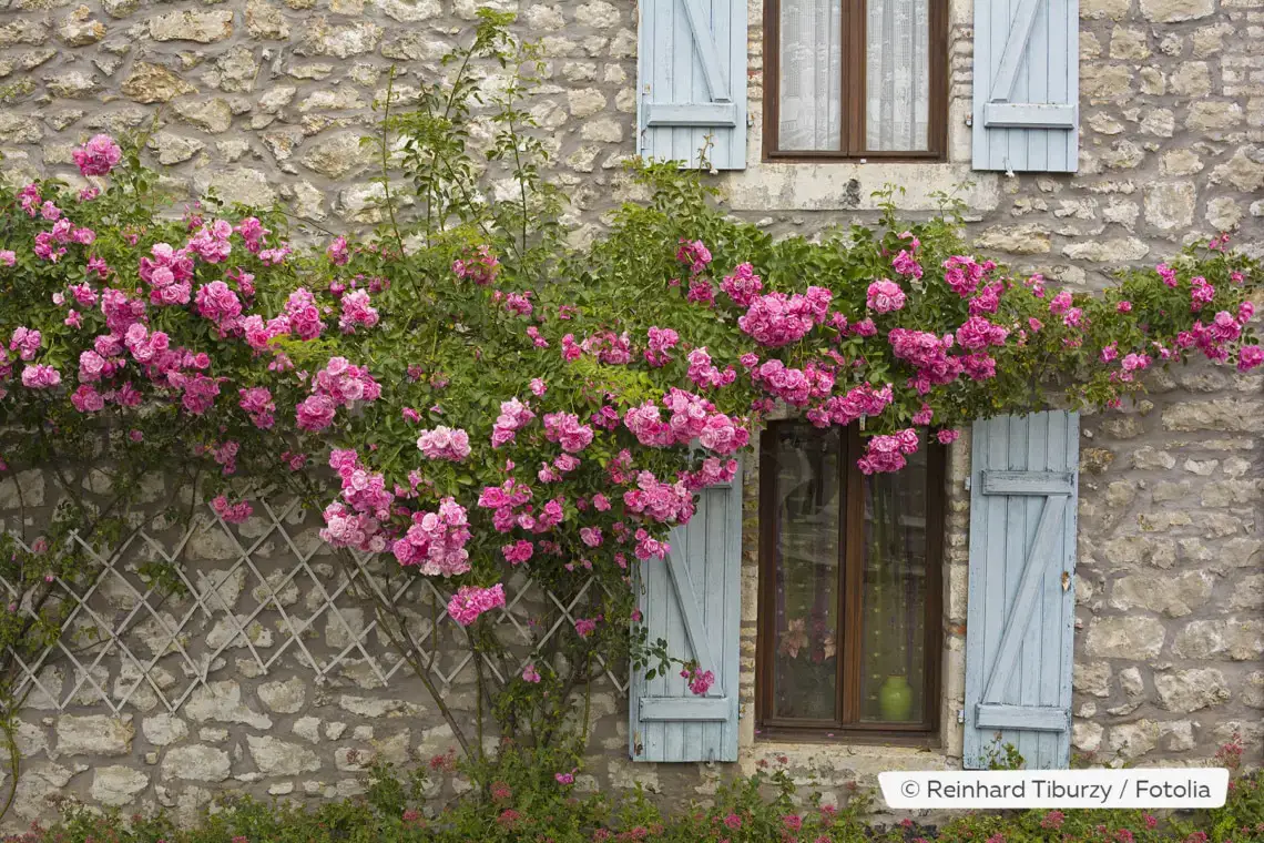 Plantas trepadoras resistentes: estas 10 flores perennes