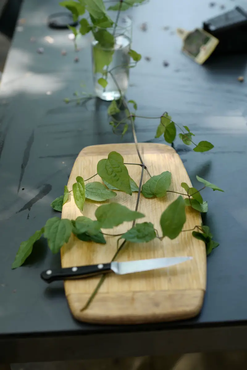 Propagar Clematis (Clematis): así es como funciona