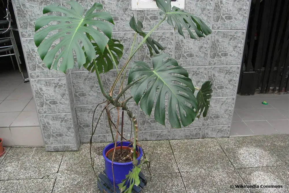 Raíces aéreas de Monstera: ¿Puedes cortarlas?