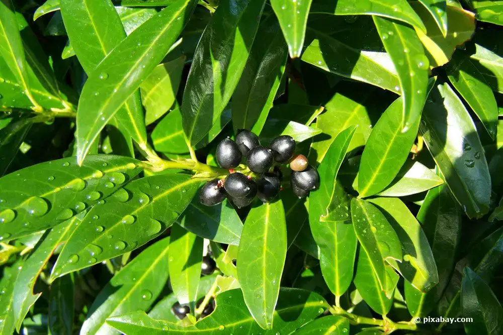 Reconoce y combate 8 enfermedades del laurel cereza de AZ