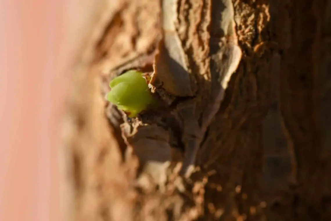 Reconocer y cortar brotes de agua en el limonero.