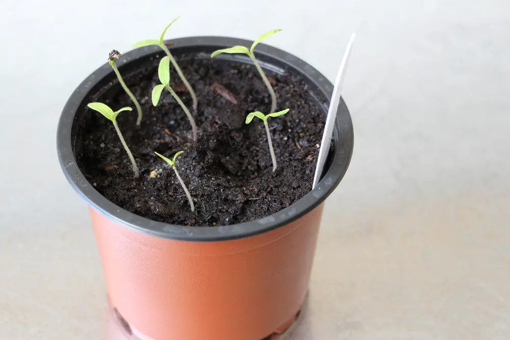 Sembrando tomates: El momento ideal + calendario lunar 2024