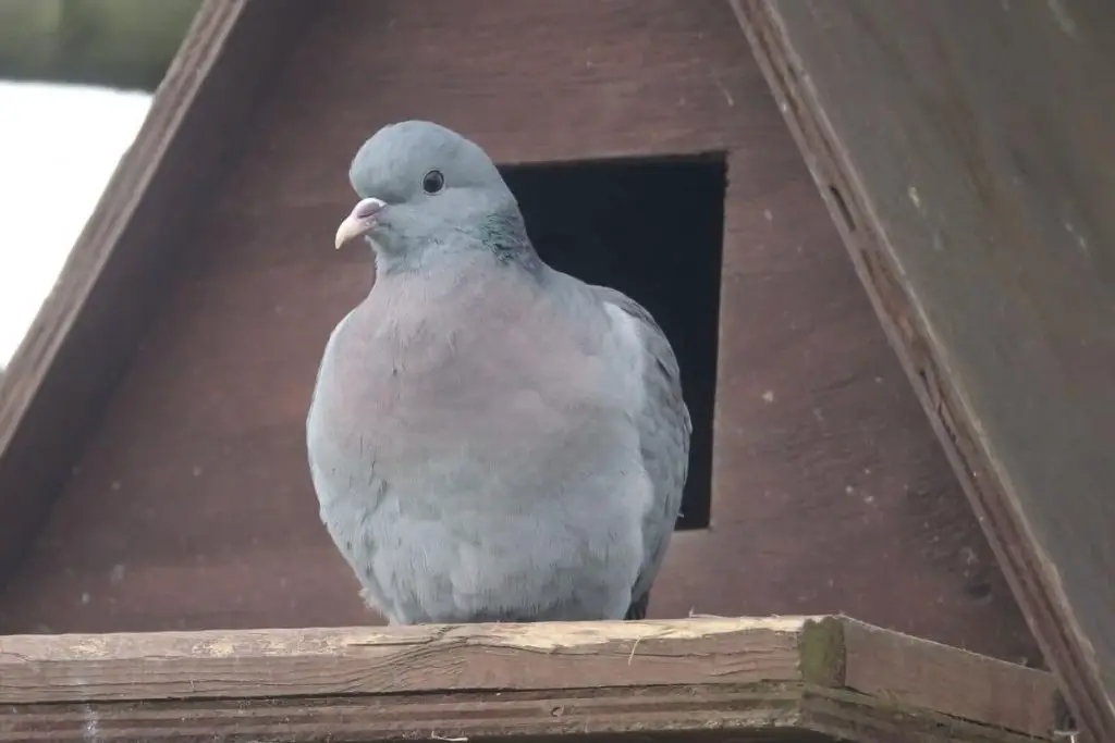 Temporada de cría de palomas: ¿cuánto tiempo y con qué frecuencia se reproducen?