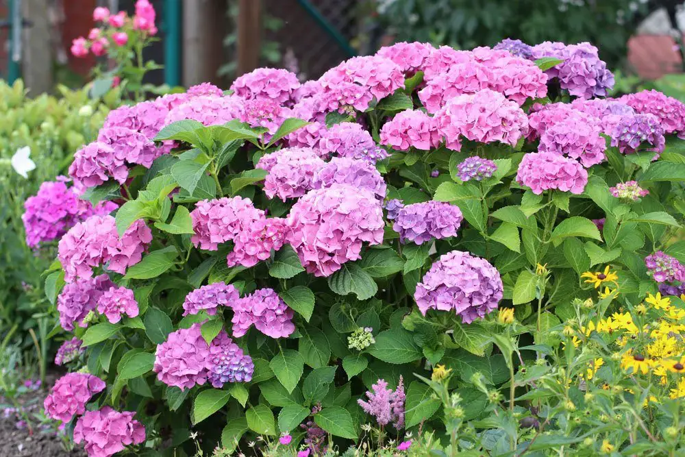 Variedades de hortensias: 28 tipos de hortensias para cada jardín
