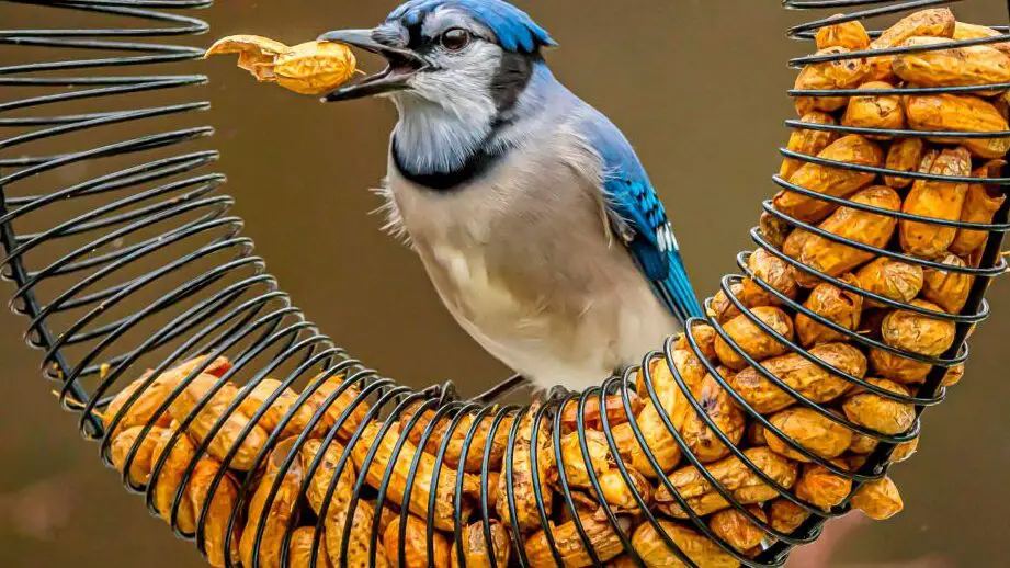 Cómo elegir el tipo adecuado de comedero para pájaros |