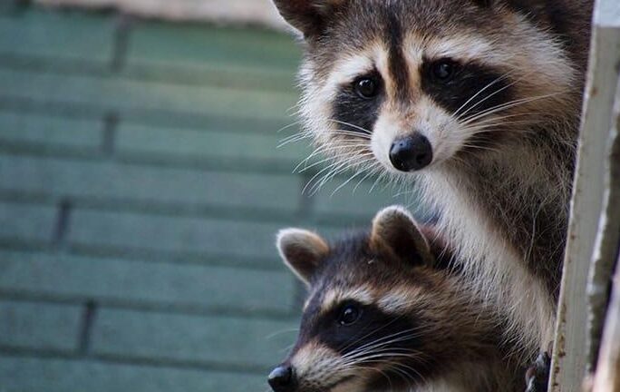 Cómo disuadir eficazmente a los mapaches de su propiedad en Nueva Jersey