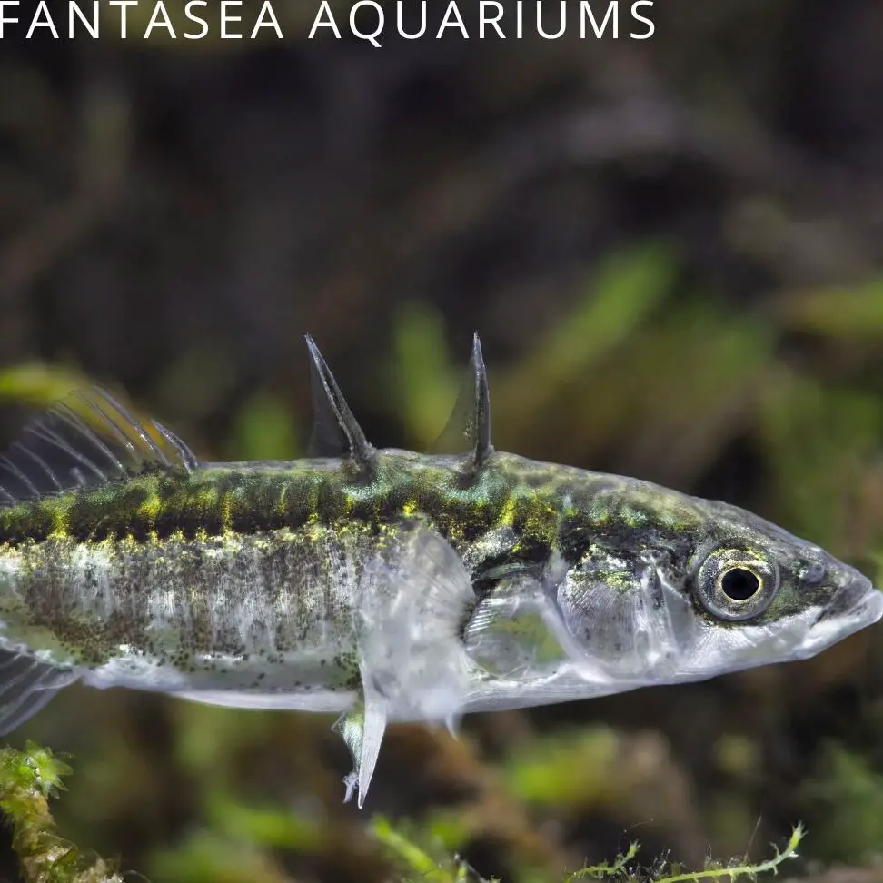 6 peces de estanque pequeños |