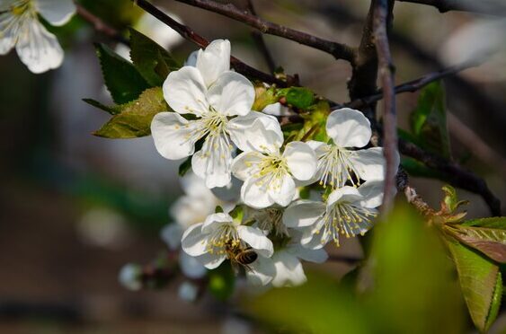 Árboles con flores blancas de primavera - Meadowlark Journal