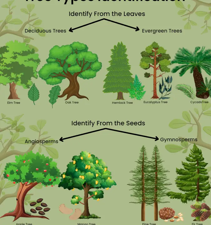 ¿Cuántas especies de árboles hay?