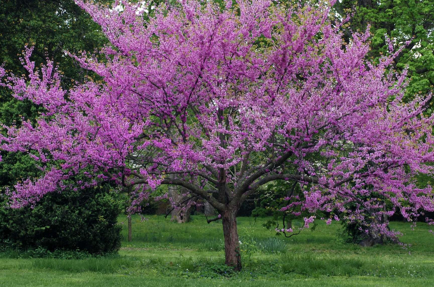 Árboles para las abejas en Canadá