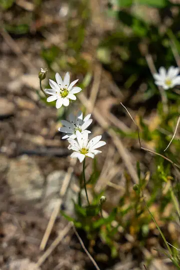 54 flores blancas e ideas de paisajismo
