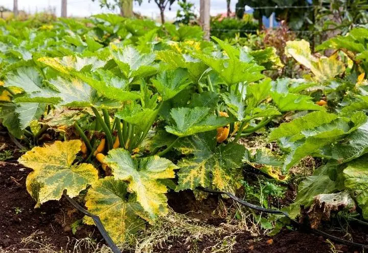 6 razones por las que las hojas de calabacín se están poniendo amarillas y cómo solucionarlo