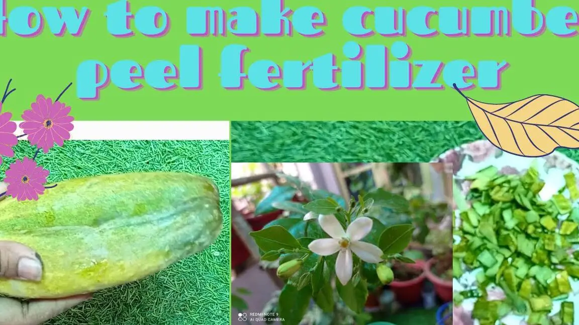 Cómo hacer fertilizante de cáscara de pepino |