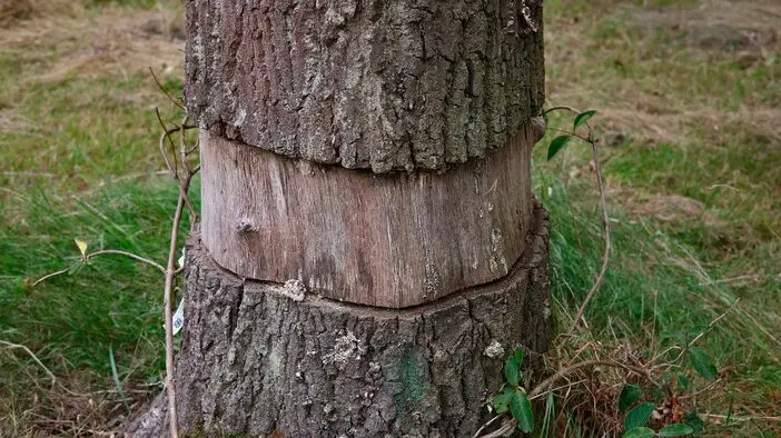 ¿Puede deshacerse de los árboles no deseados en su jardín con este cobre...