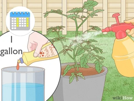 Cómo deshacerse de la mosca blanca: 14 pasos (con fotos) - wikiHow