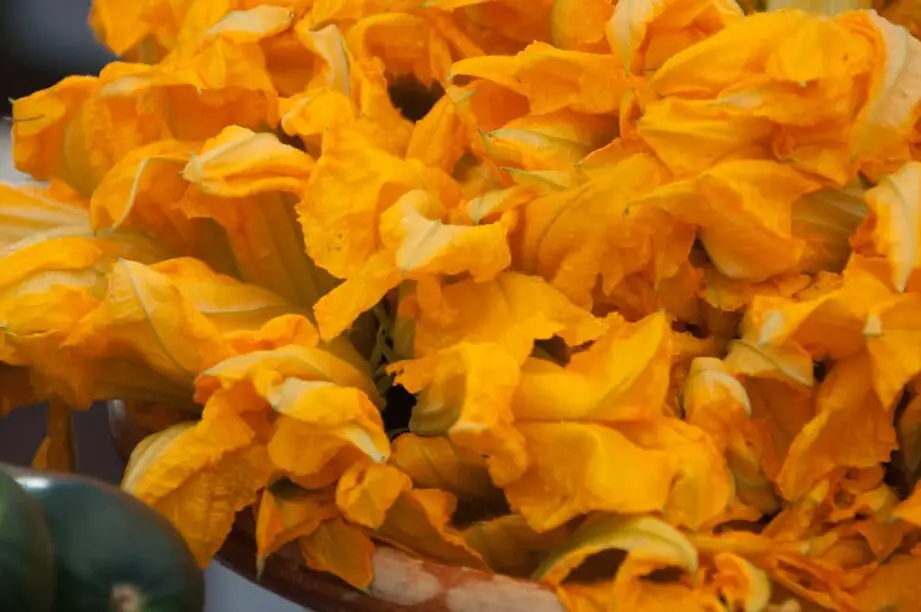 Cosechar y comer flores de calabaza en casa – One Green Planet