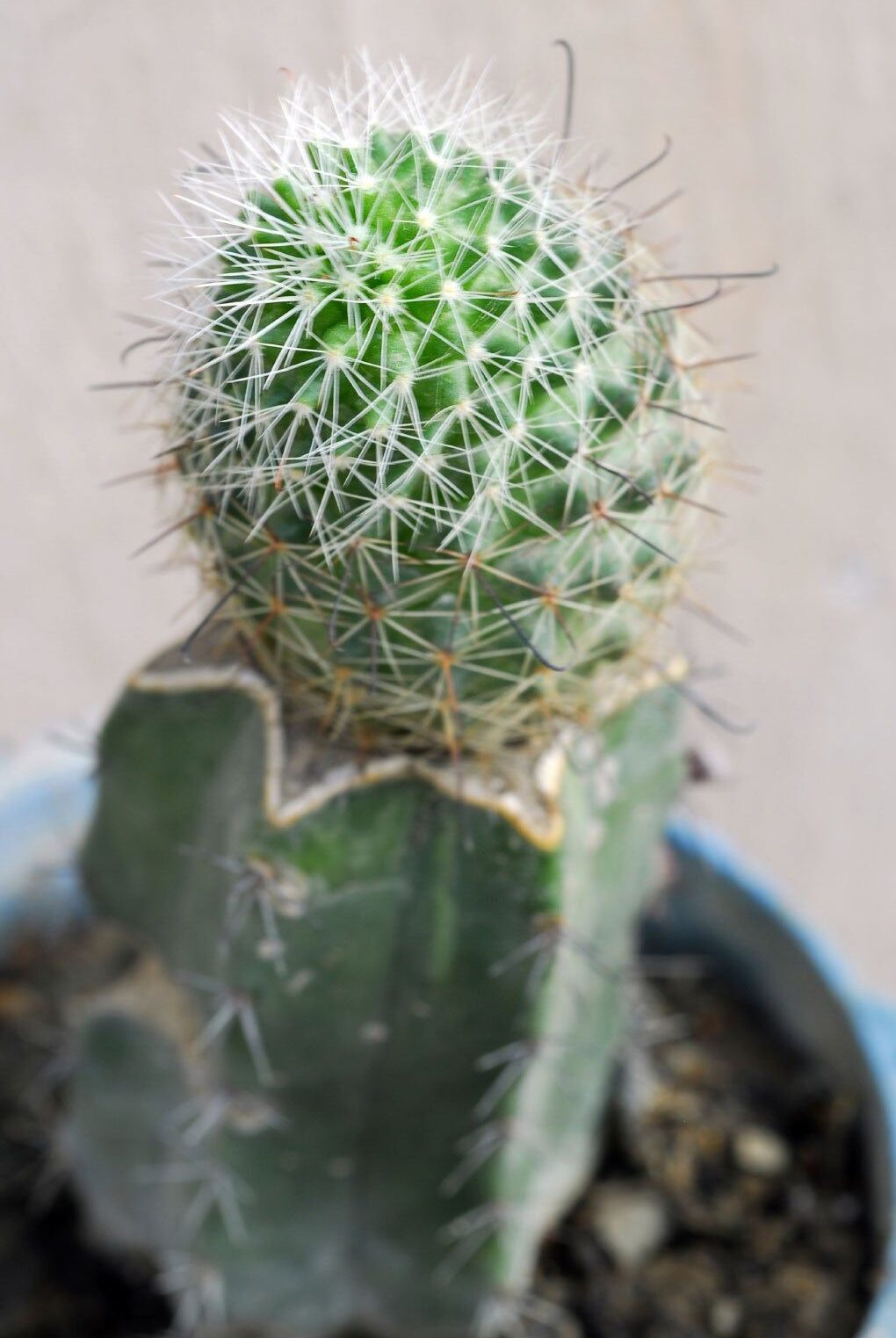 Guía para el cuidado de las plantas de cactus 🌵|