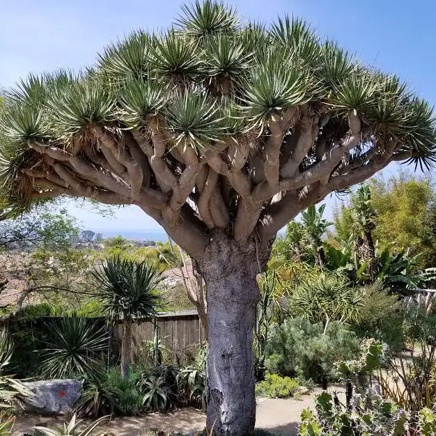Drago (Dracaena draco) paquete de 10 semillas |