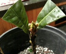 ¿Cultivar un árbol de níspero a partir del corte?
