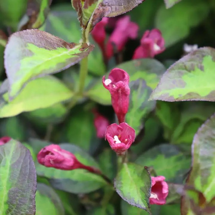 VINHO VERDE® Weigela - Ganadores comprobados Arbustos con flores ColorChoice